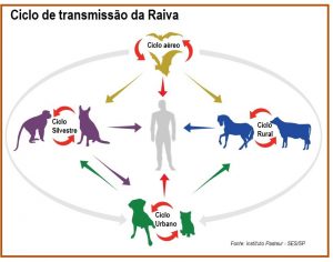 Vírus da Raiva um dos vírus mais letais do mundo