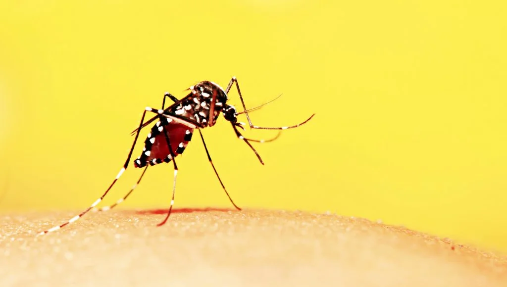 Dúvidas sobre Zika, Dengue e Chikungunya
