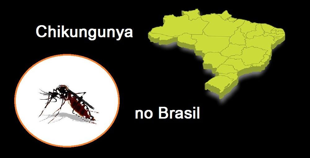 Chikungunya no Brasil