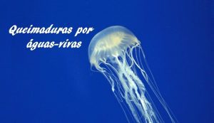 Queimaduras por águas-vivas e caravelas