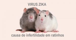 Vírus zika pode Causar Infertilidade em Homens?