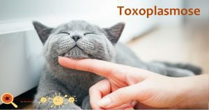 toxoplasmose