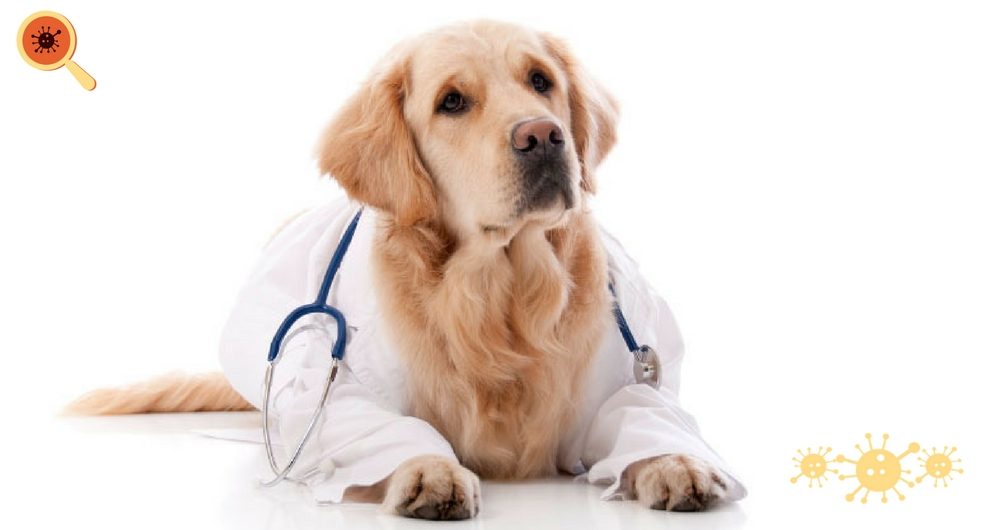 Animais em instituições de saúde