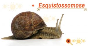 Esquistossomose: conheça