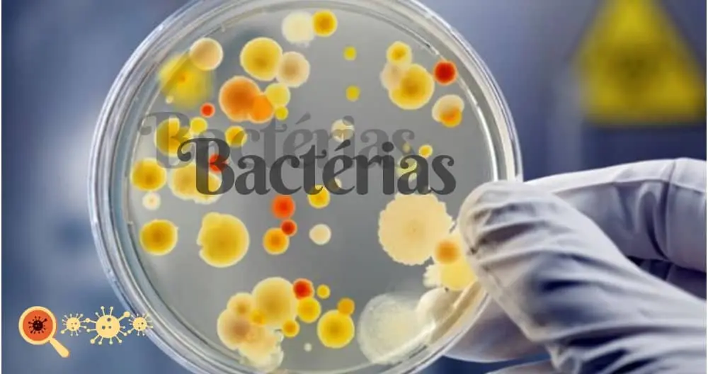 O que são bactérias