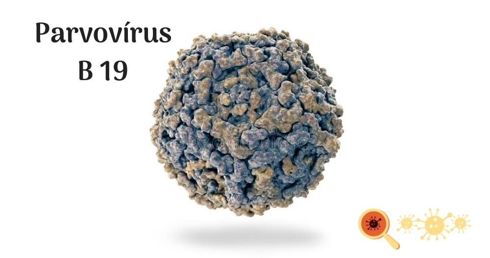 Parvov Rus B 19   Virus Parvovirus B 19 