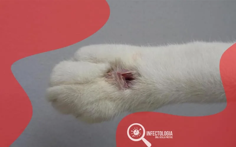 Esporotricose – Saiba Mais
