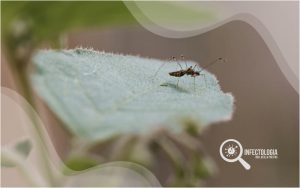 alta nos casos de dengue